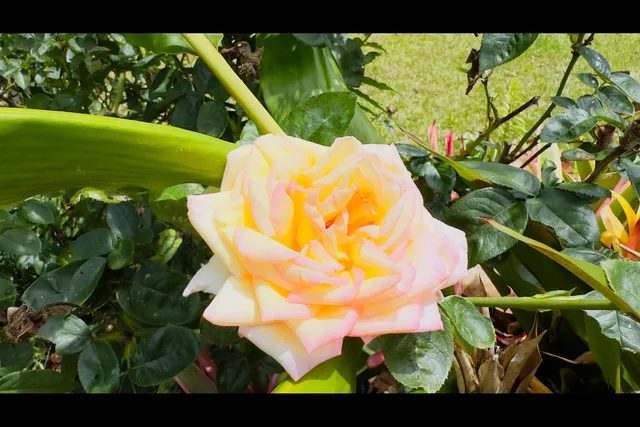 a view of a bunch of flowers