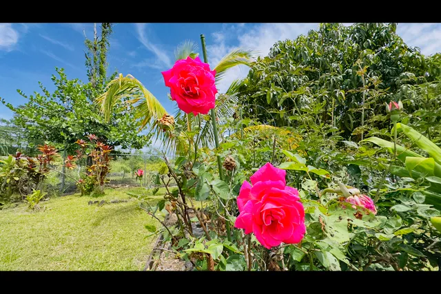 a backyard of a house with outdoor seating
