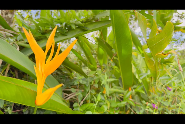 a view of a swimming pool with a stove