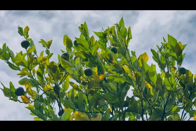 a view of a lounge chair in the backyard of the house