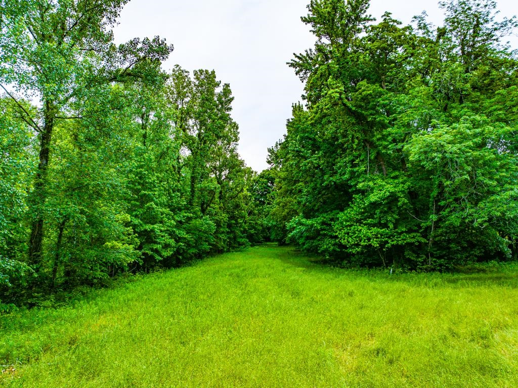 0 Poplar Grove Cemetery Road Henning, TN 38041 - Photo 38 of 40 Expansive grassy area bordered by dense, mature trees