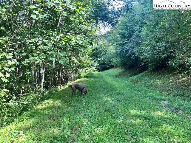 a view of a lush green forest