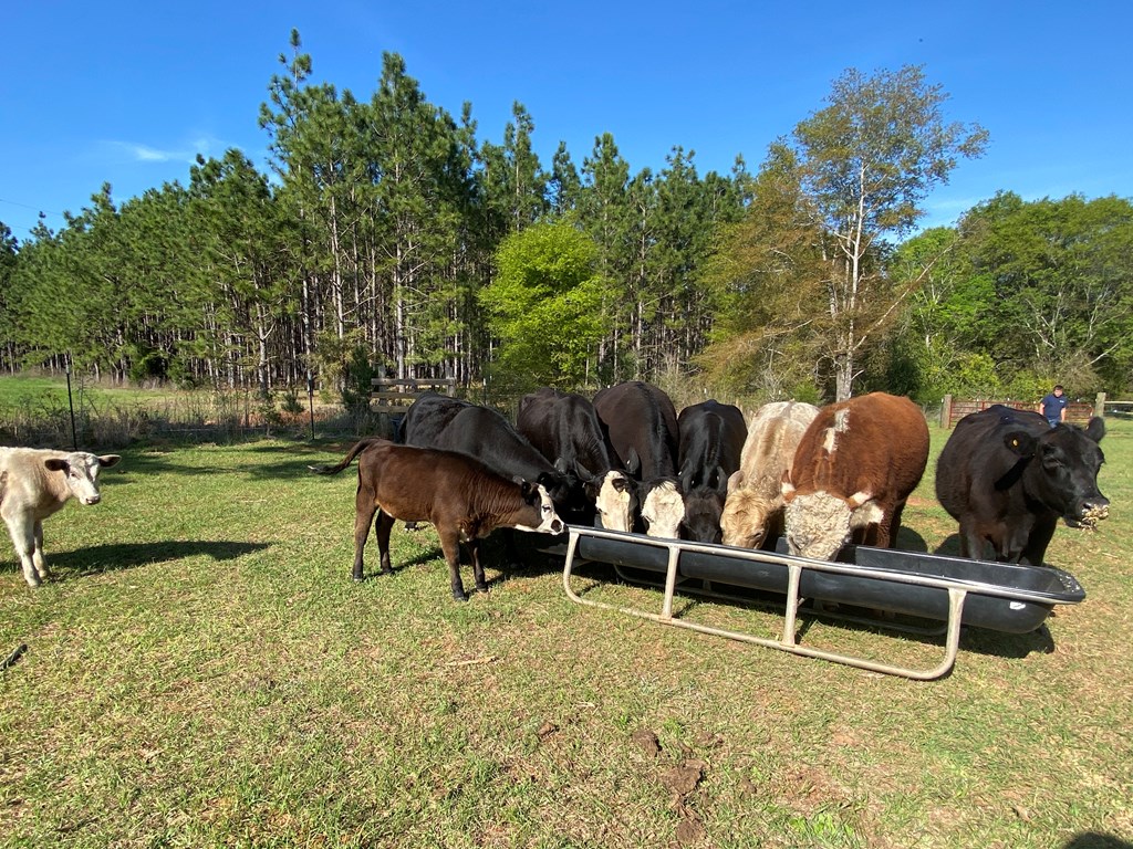 0 Co Road Abbeville, AL 36310 - Photo 3 of 53