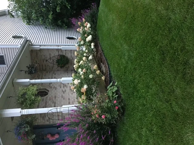 a view of a tree in a yard