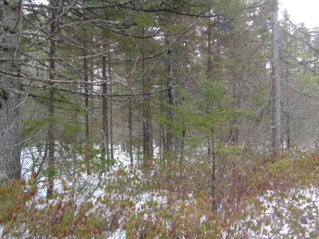0 Back Bay Road Milbridge, ME 04658 - Photo 8 of 10 DSC04474