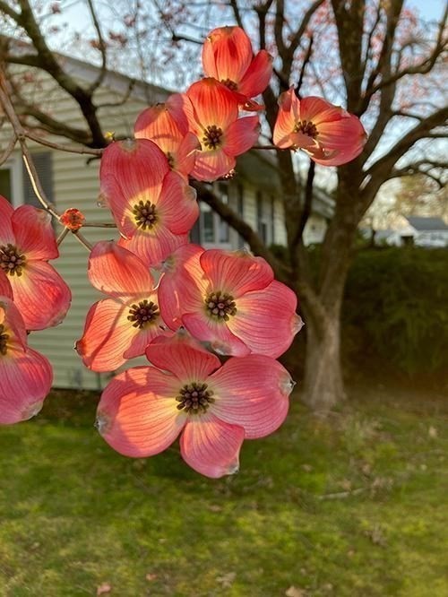 16 Arlington Road Natick, MA 01760 - Photo 26 of 34