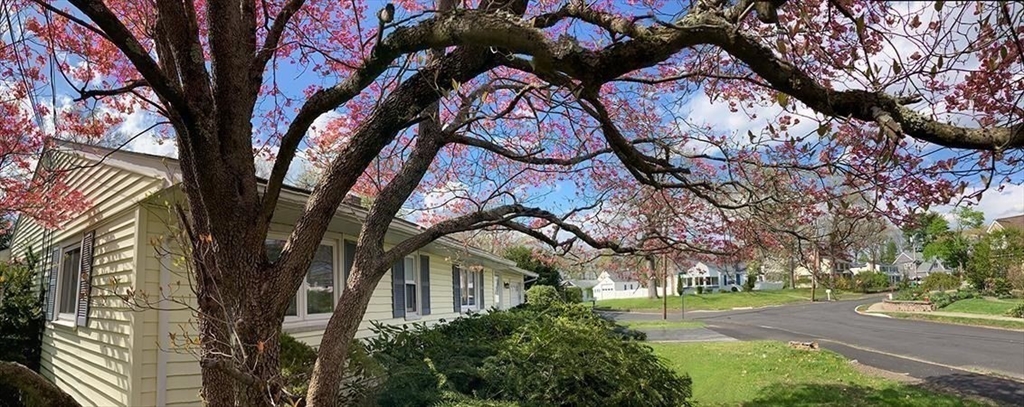 16 Arlington Road Natick, MA 01760 - Photo 29 of 34 a view of a tree in a yard
