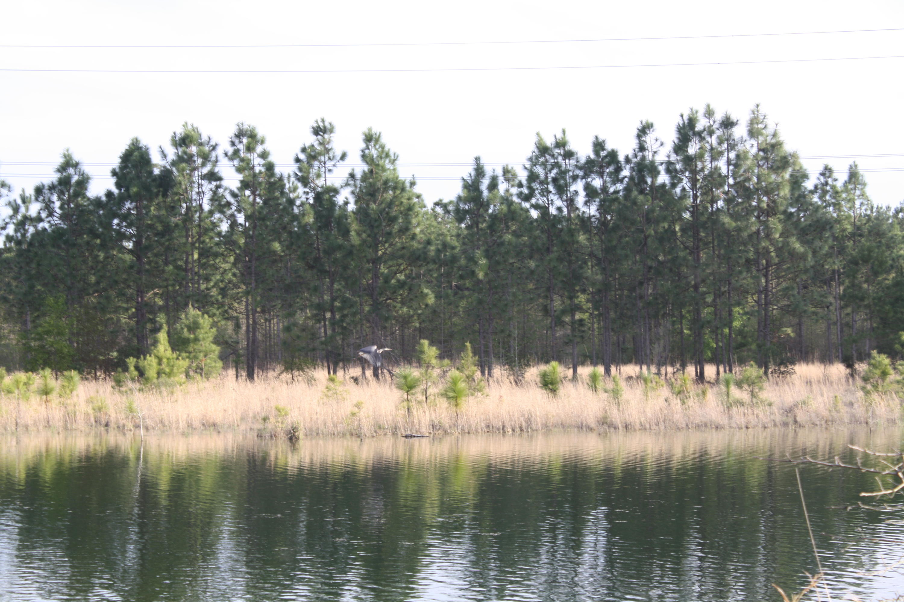 413 Collins Road Cross, SC 29436 - Photo 2 of 3 IMG_9132