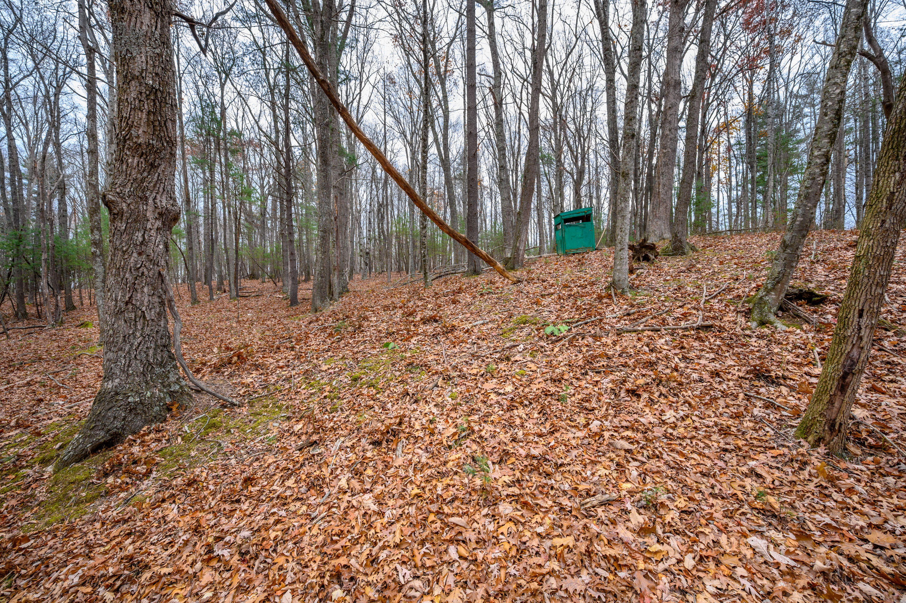 621 Wild Cherry Road Northeast Pilot, VA 24138 - Photo 11 of 21 a view of a backyard with large trees