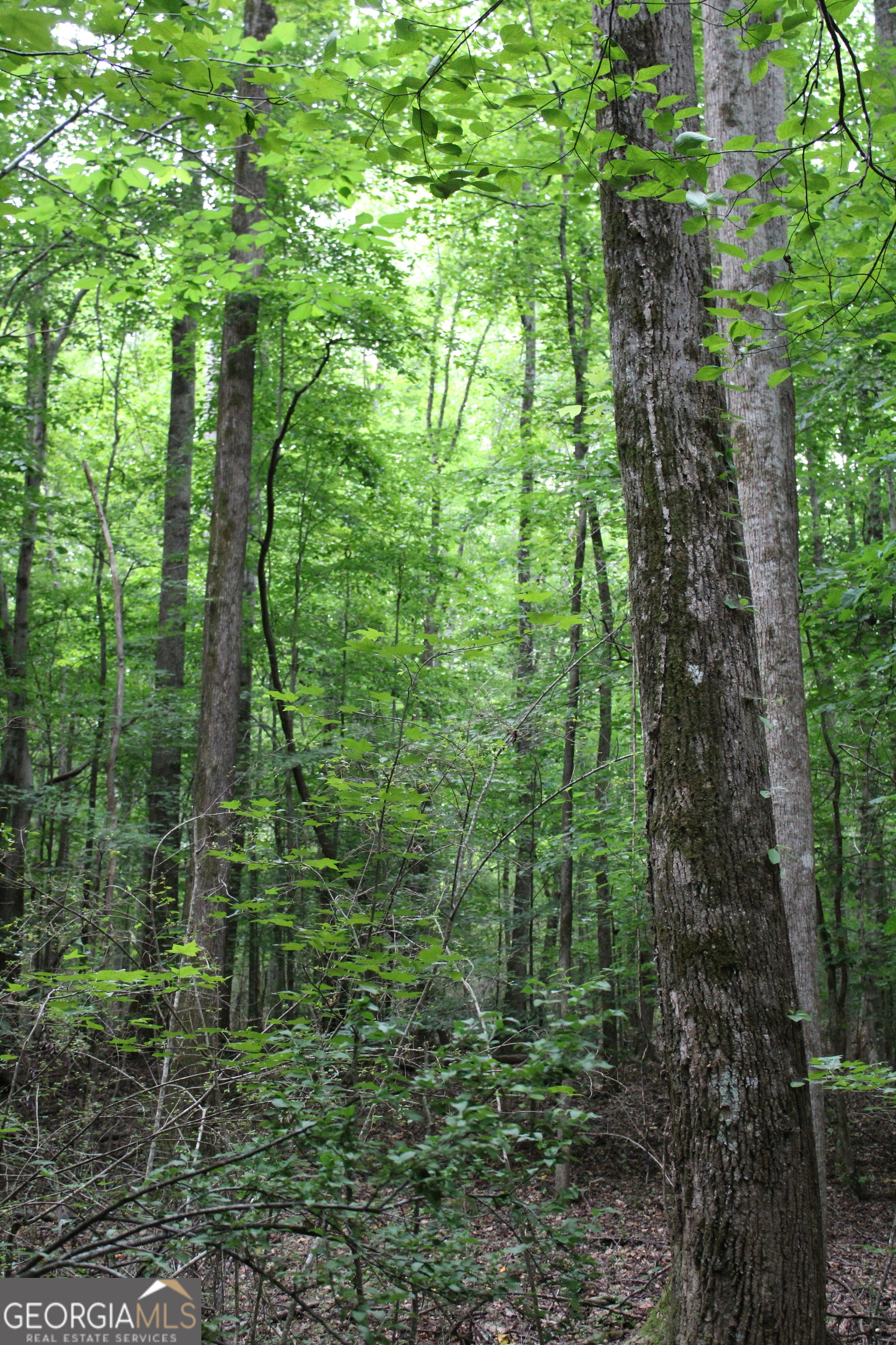 2 Garnett Ward Road Hull, GA 30646 - Photo 16 of 24 a view of a forest