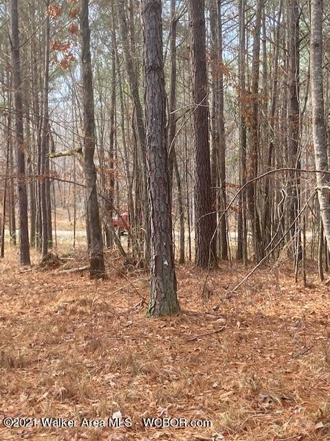 6 Turkey Bend Road Addison, AL 35540 - Photo 3 of 3 Gallery Image 3