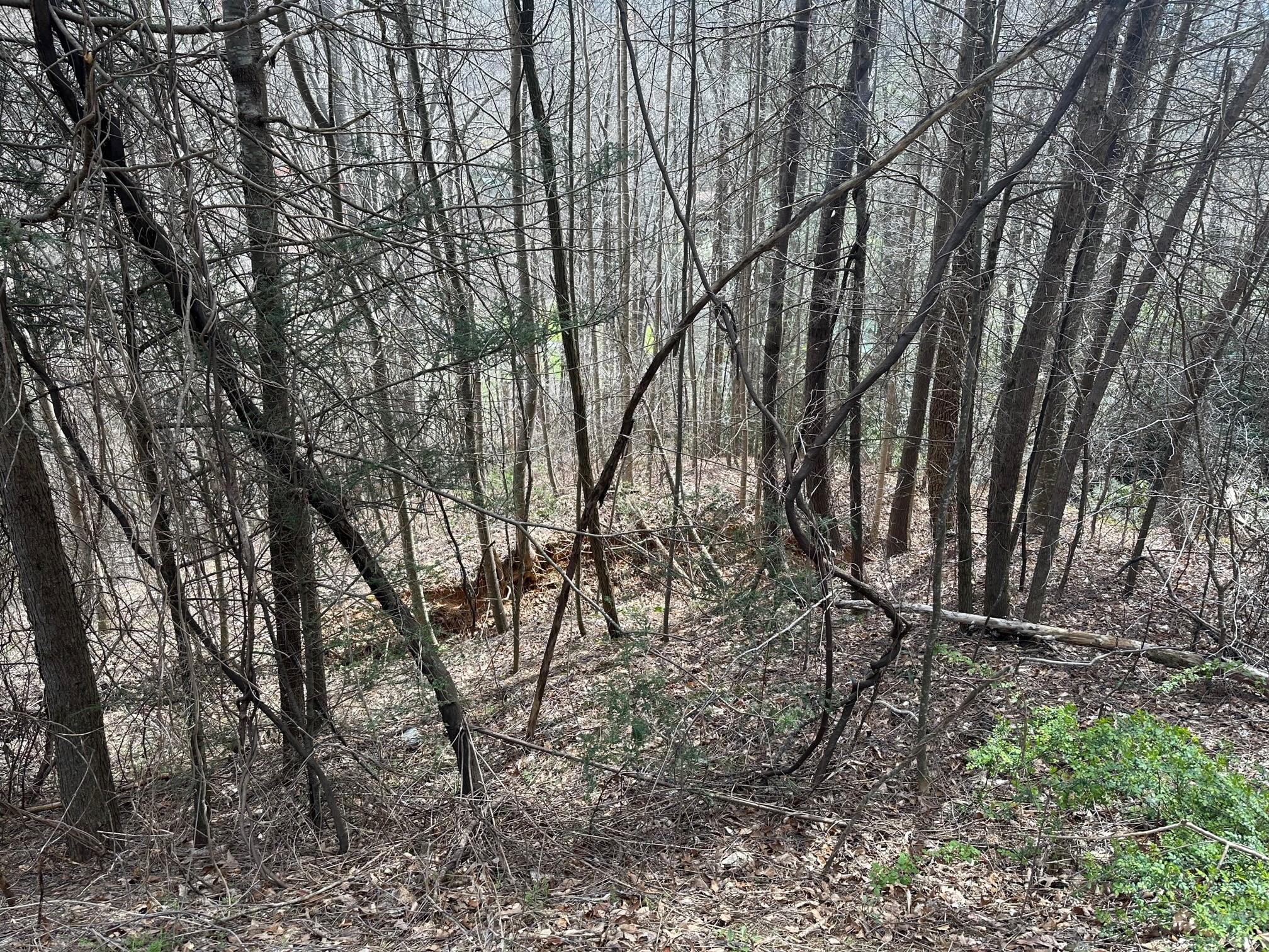 0 Tuckaway Ridge Drive Hendersonville, NC 28792 - Photo 2 of 5 a backyard of a house with lots of trees