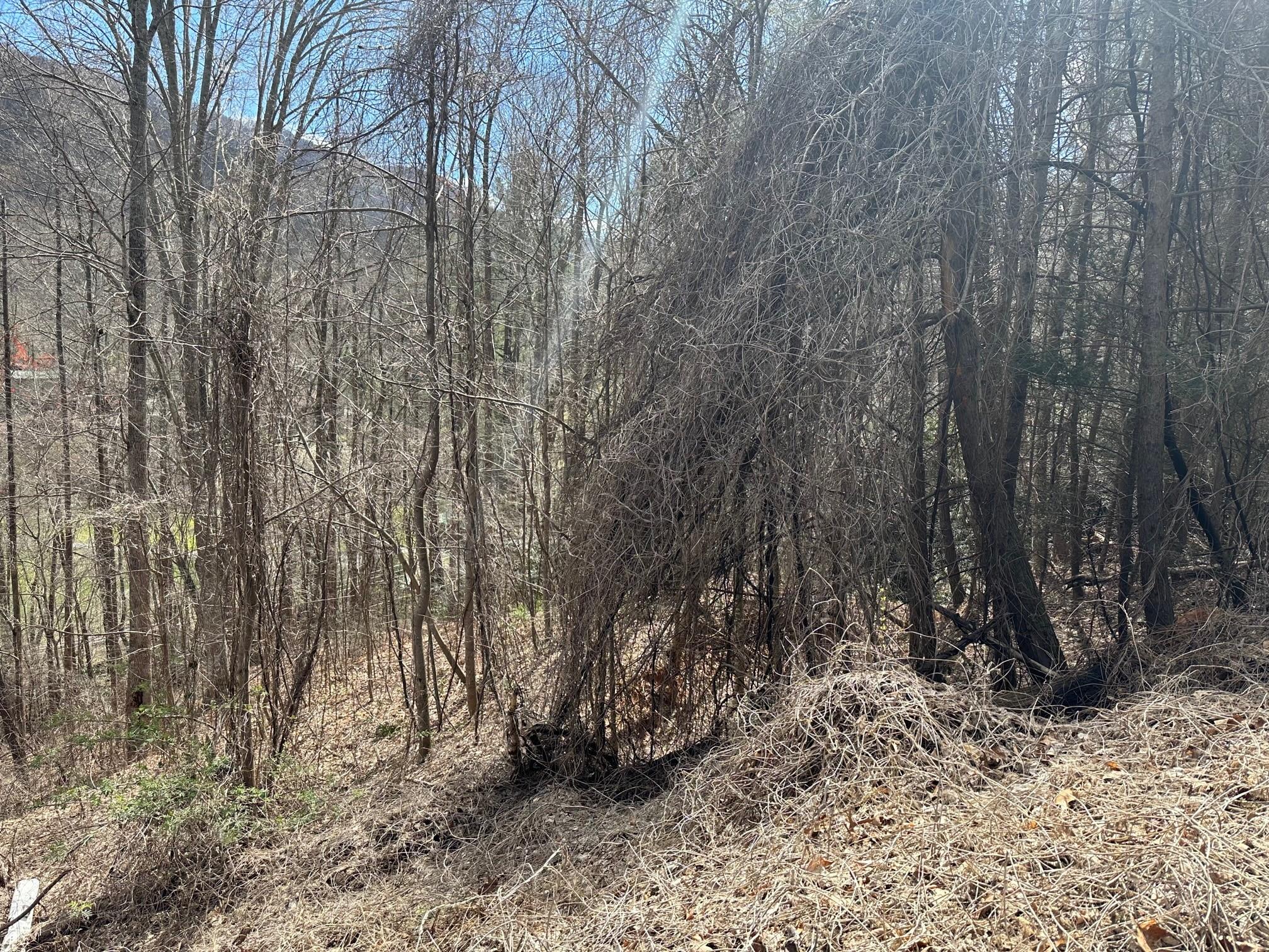 0 Tuckaway Ridge Drive Hendersonville, NC 28792 - Photo 4 of 5 a backyard of a house with lots of green space