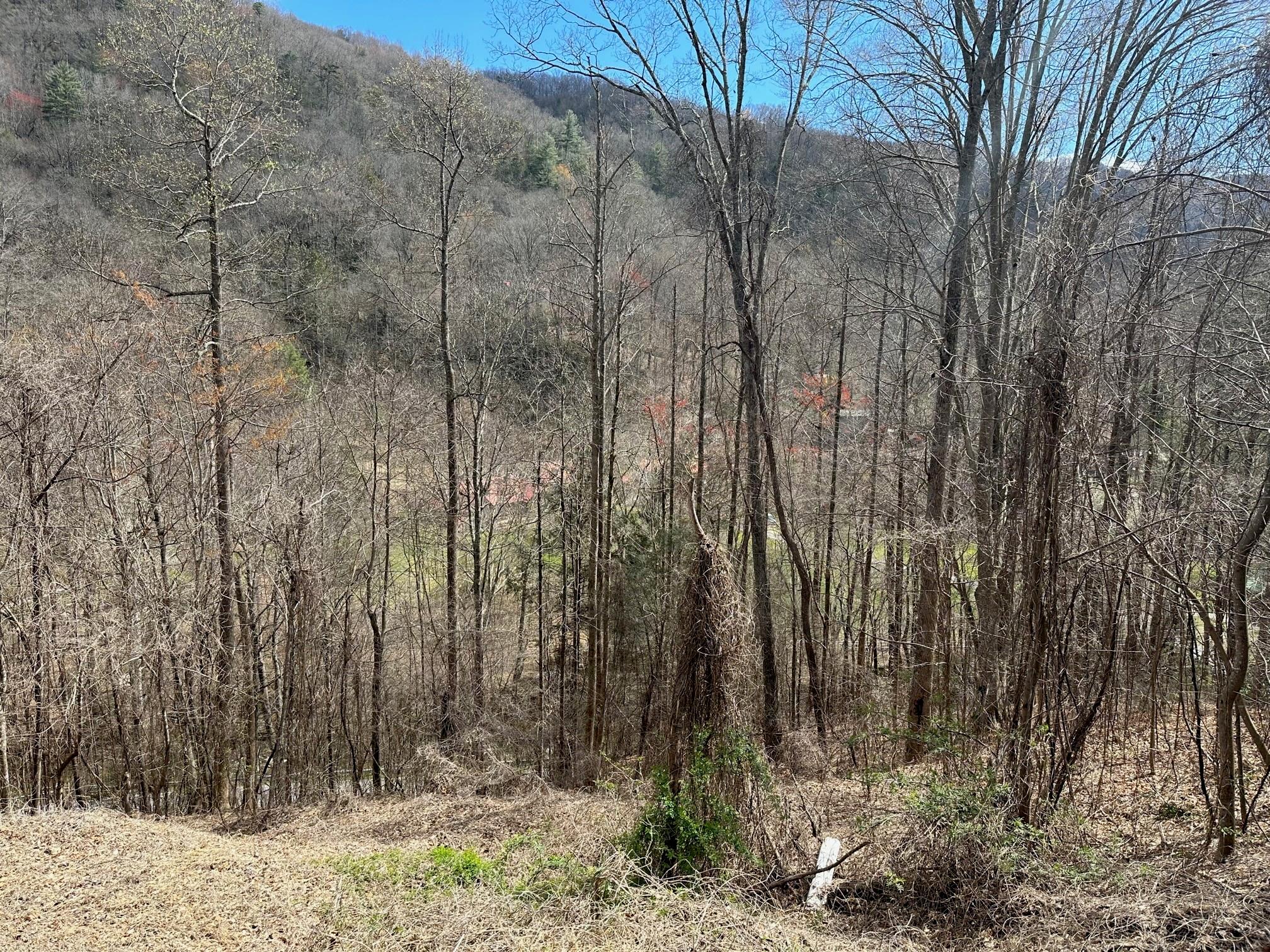 0 Tuckaway Ridge Drive Hendersonville, NC 28792 - Photo 5 of 5 a view of a forest with large trees