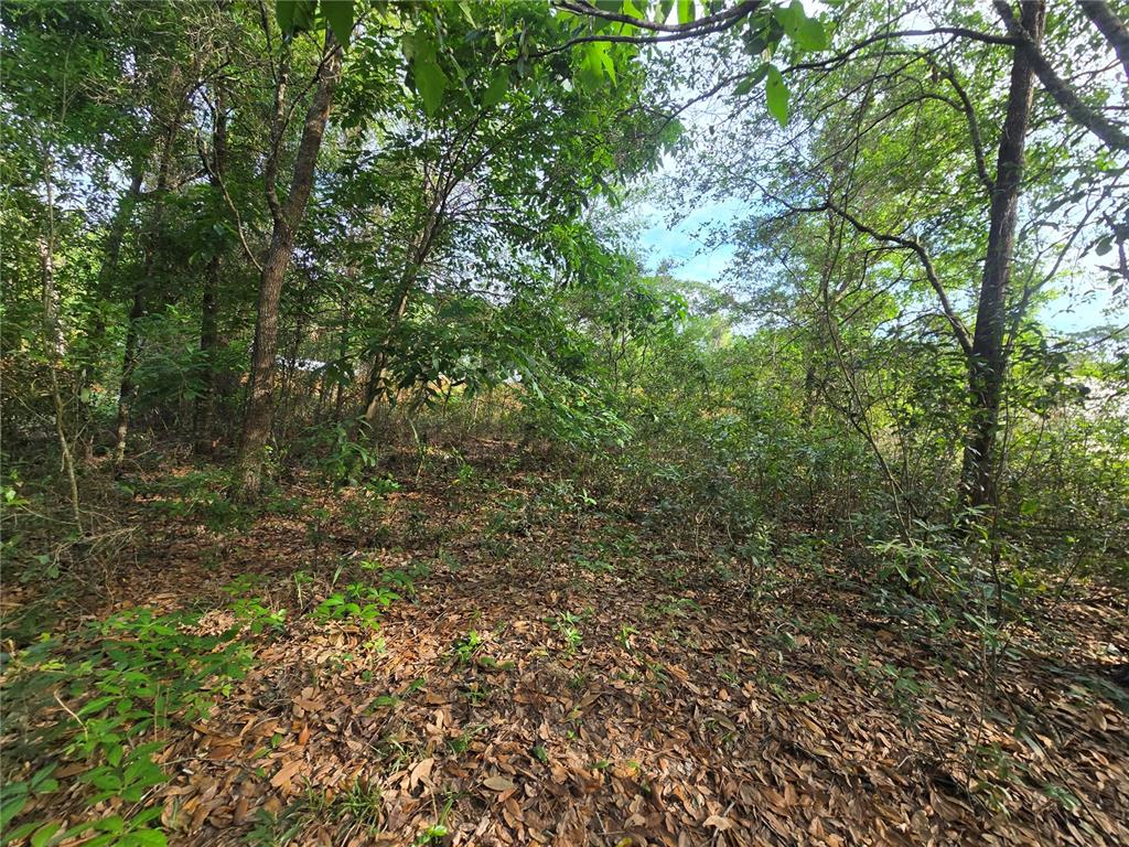 6659 East Grayson Street Inverness, FL 34452 - Photo 8 of 11