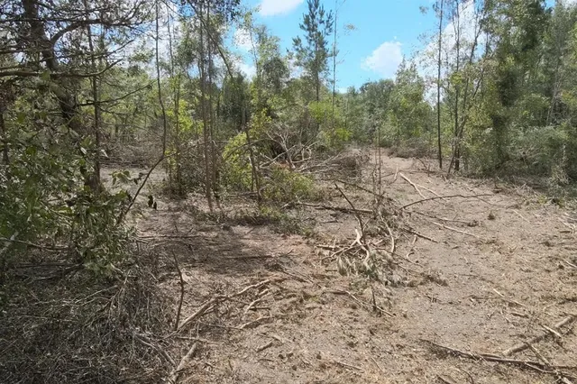 a view of a yard with trees