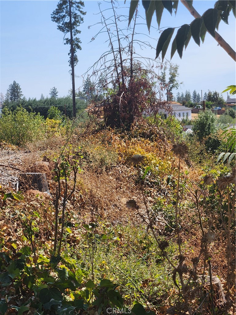 328 Ranch Road Berry Creek, CA 95916 - Photo 1 of 1 a view of a yard