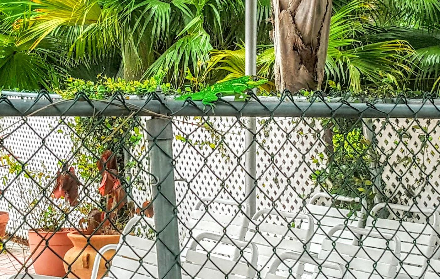 8228 Sweetbriar Way, Unit B Boca Raton, FL 33496 - Photo 34 of 35 friendly lizard :)