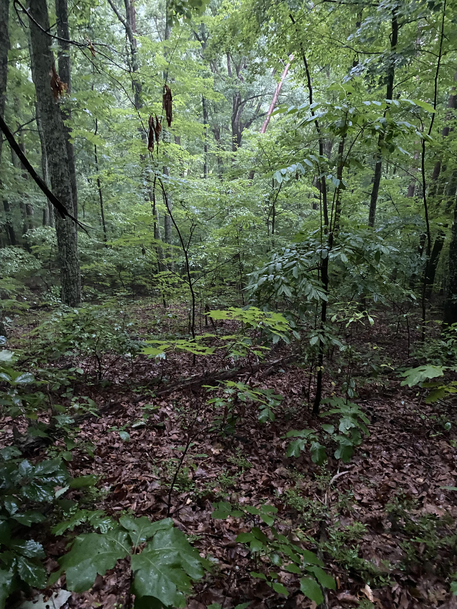 415 Simpson Road, Unit 7 Bulls Gap, TN 37711 - Photo 21 of 38 q