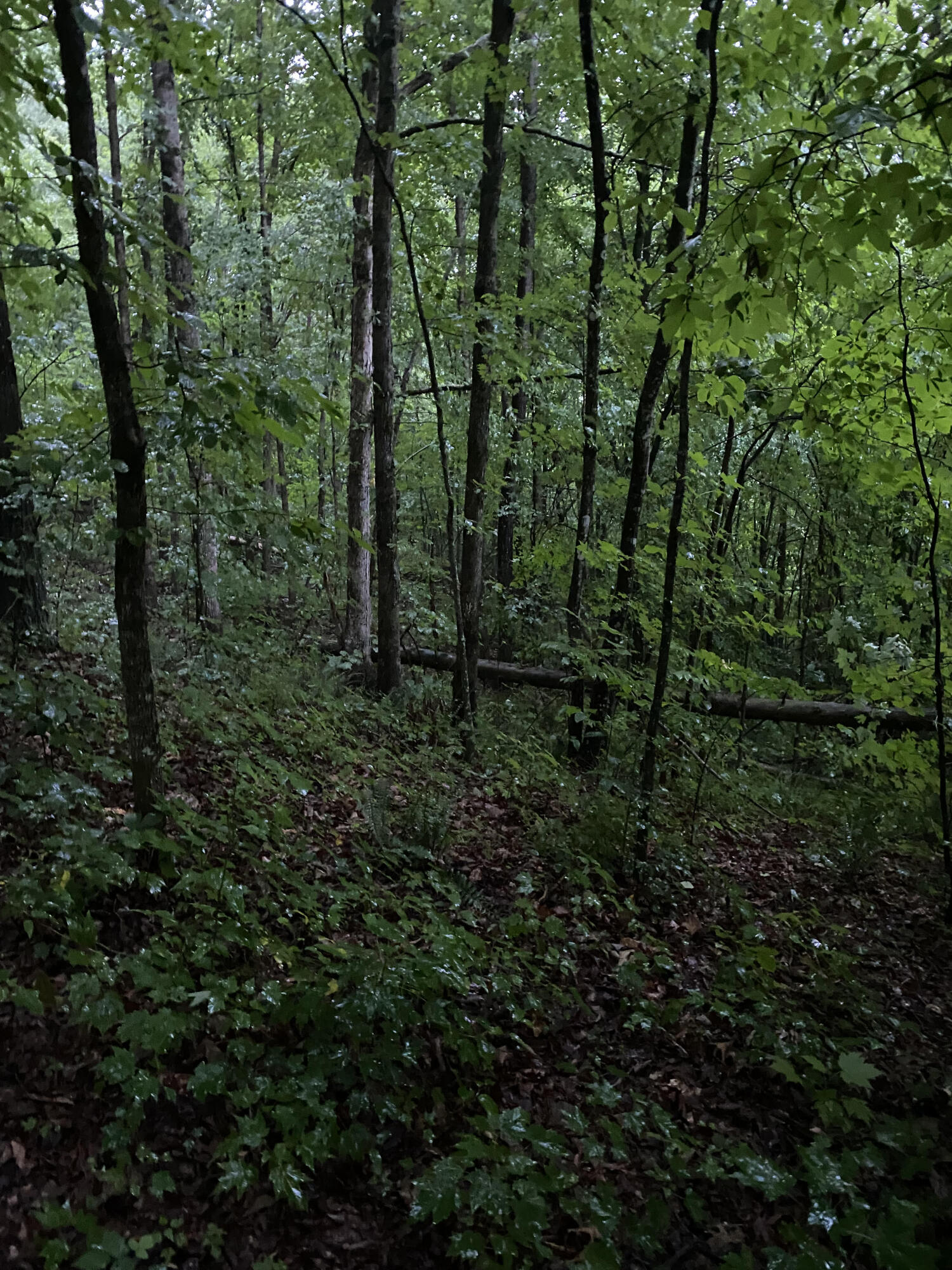 415 Simpson Road, Unit 7 Bulls Gap, TN 37711 - Photo 24 of 38 n