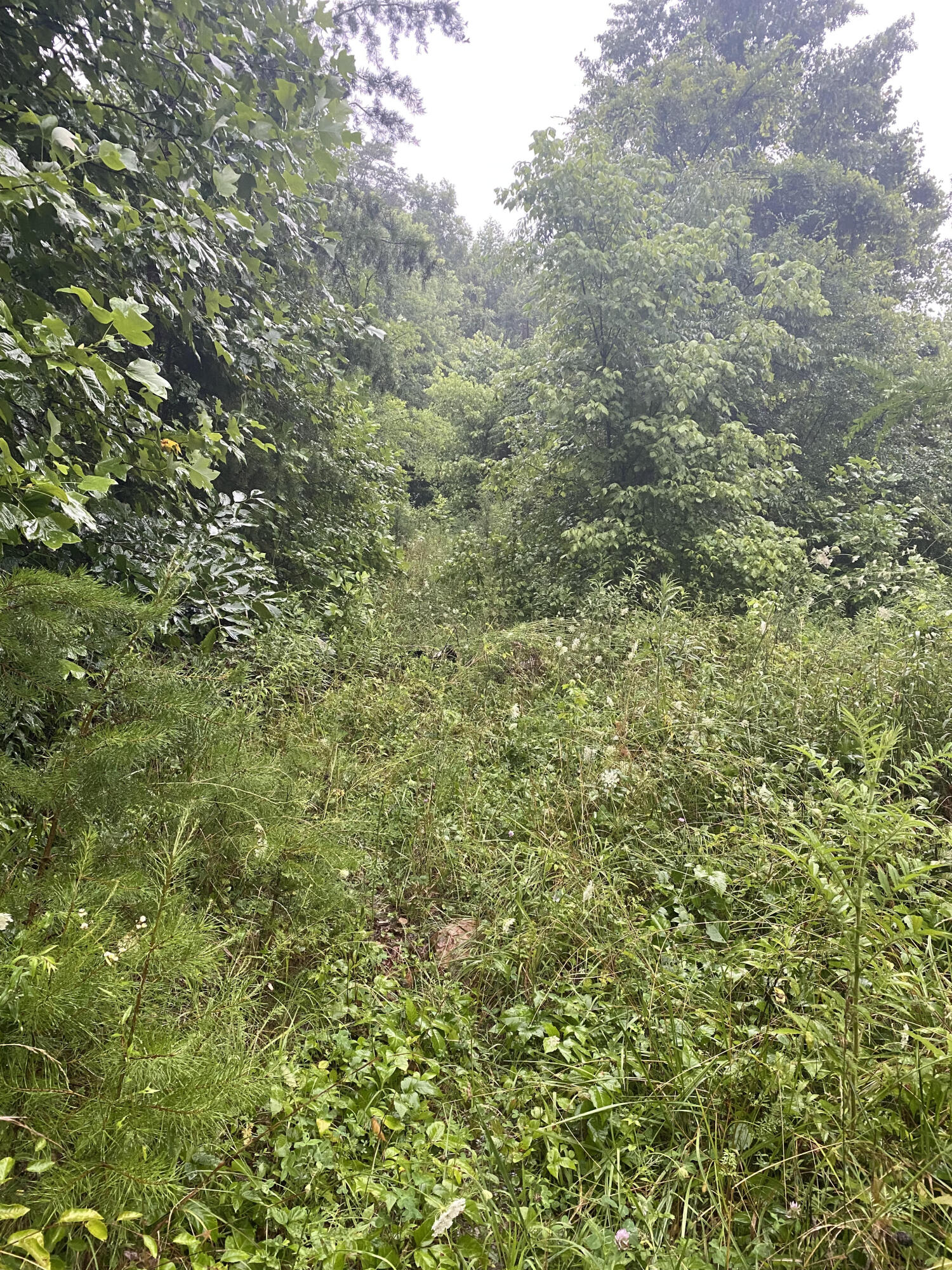 415 Simpson Road, Unit 7 Bulls Gap, TN 37711 - Photo 7 of 38 c