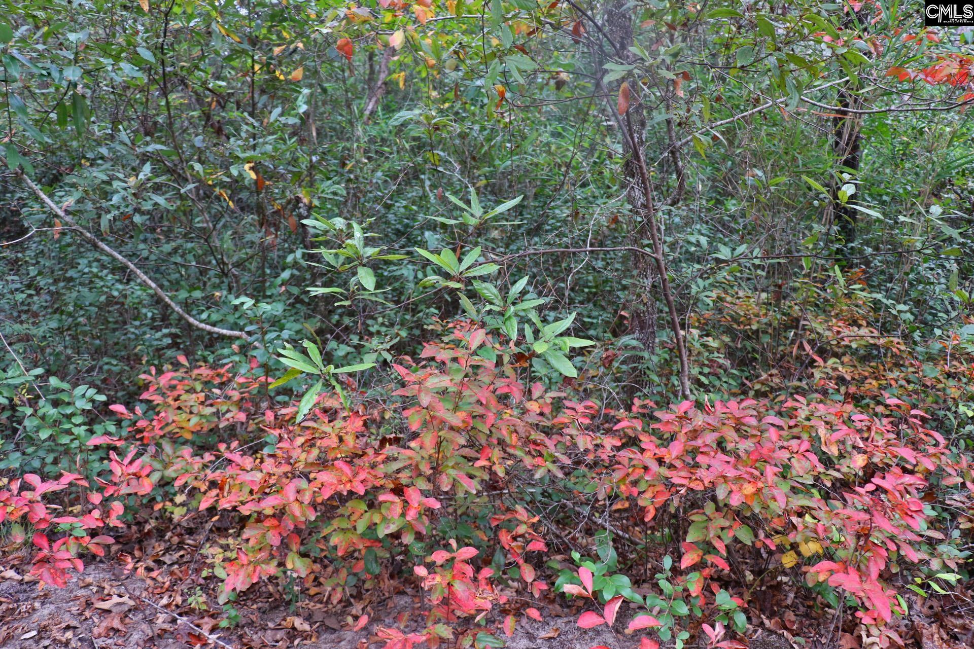 Tbd Browns Pond Road Wagener, SC 29164 - Photo 41 of 48