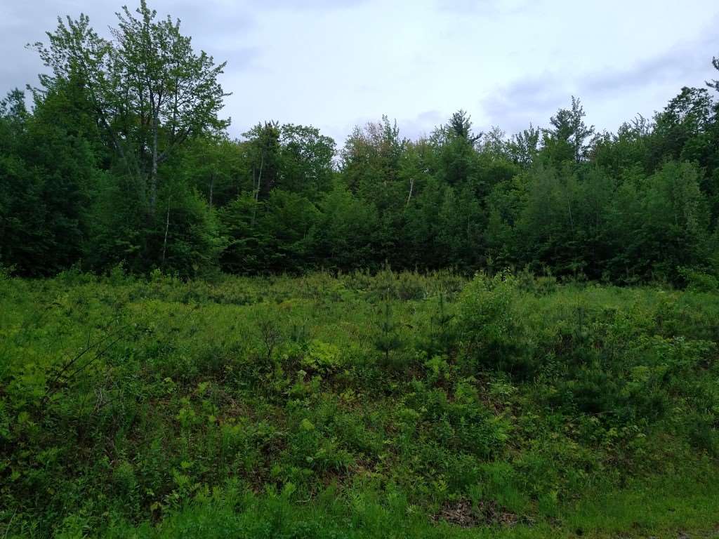 329 Ossipee Mountain Road Ossipee, NH 03814 - Photo 3 of 13