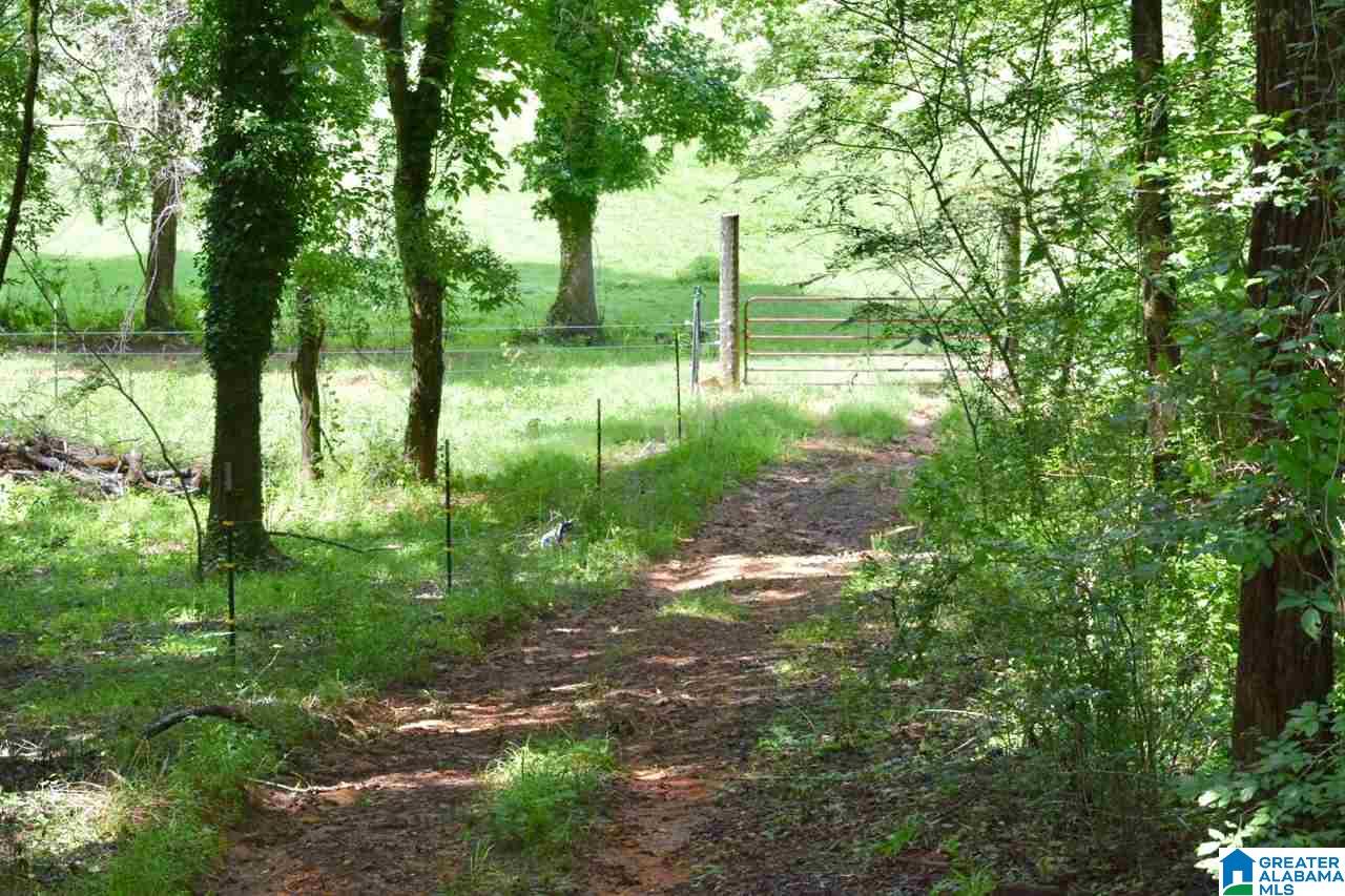 3330 Highway 174 Springville, AL 35146 - Photo 14 of 21