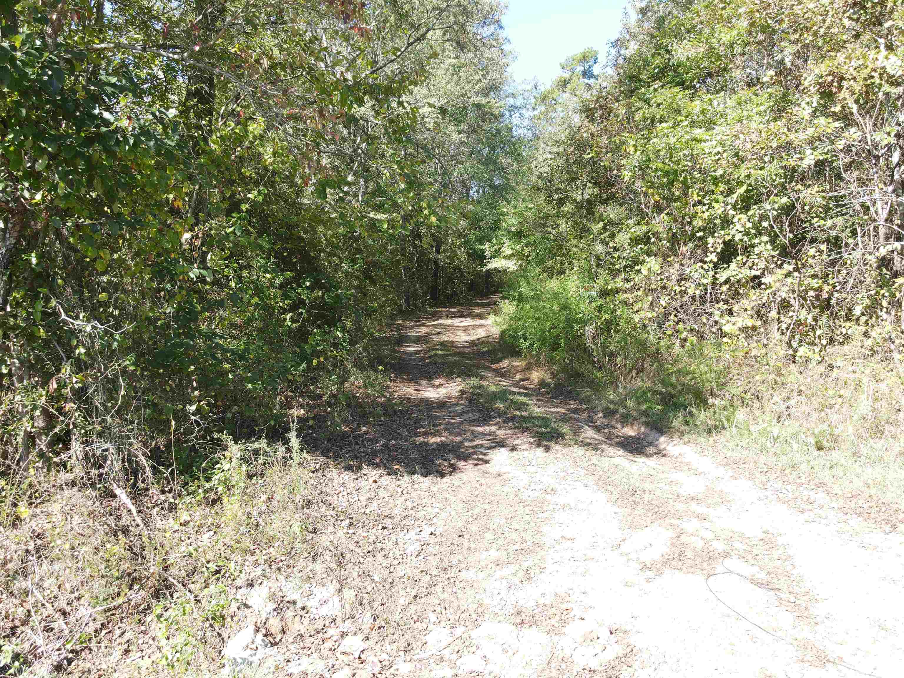 4496 Vernie Kirk Road Pocahontas, TN 38061 - Photo 12 of 30 a view of a yard with trees