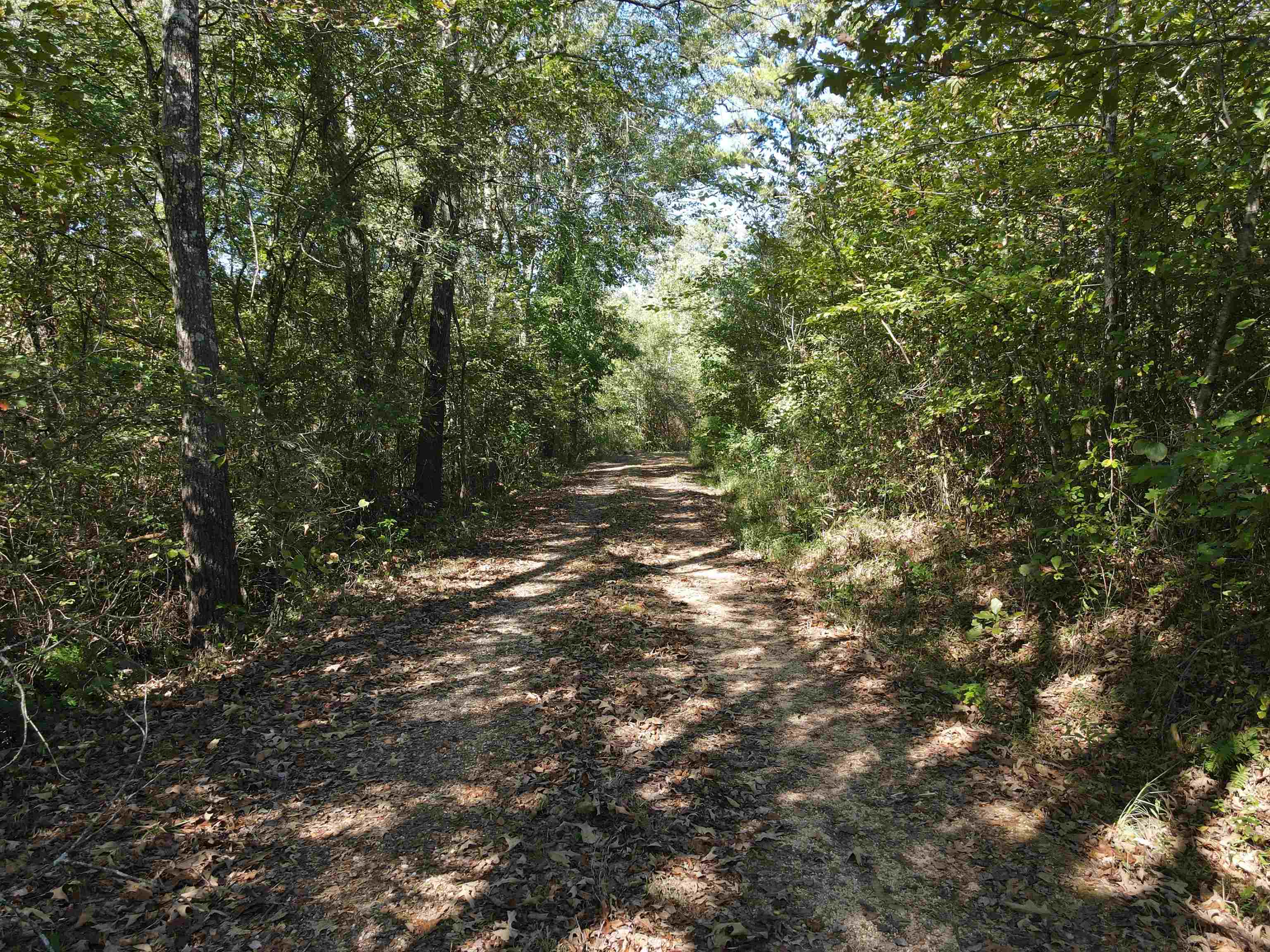4496 Vernie Kirk Road Pocahontas, TN 38061 - Photo 14 of 30 a view of forest