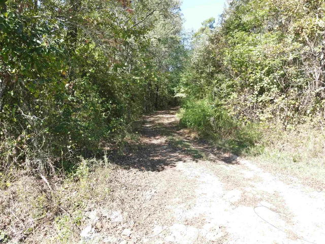 a view of a yard with trees