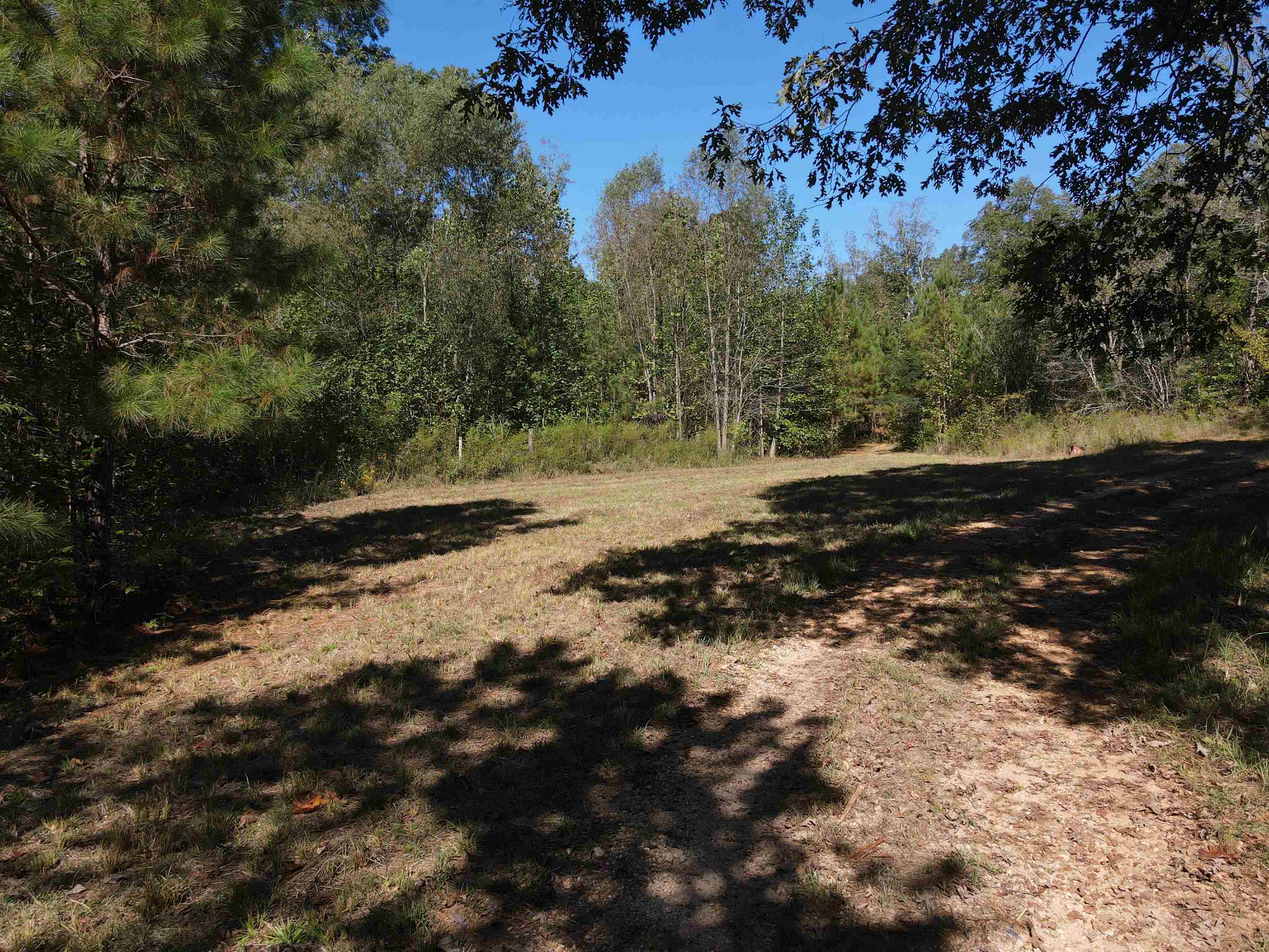 4496 Vernie Kirk Road Pocahontas, TN 38061 - Photo 22 of 30 a view of dirt road with trees