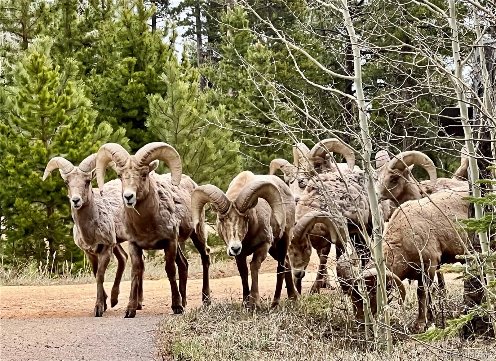 1316 Royal Ridge Drive Bailey, CO 80421 - Photo 6 of 32