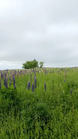 $219,000 | 496 Britton Road, Monticello, ME 04760