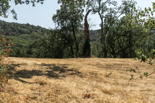 a view of outdoor space with yard