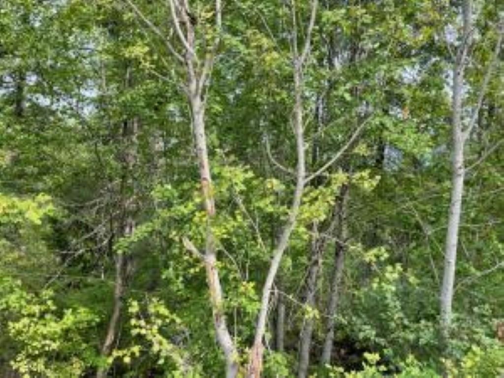 4094 Tamarack Beach Road Loon Lake, WA 99148 - Photo 3 of 6 Gallery Image 3