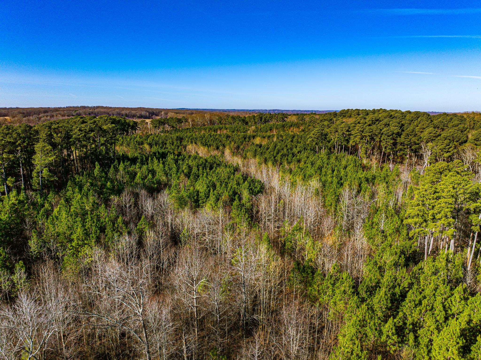 0 Rimmer Road Trezevant, TN 38258 - Photo 21 of 21 Bird's eye view of a forest