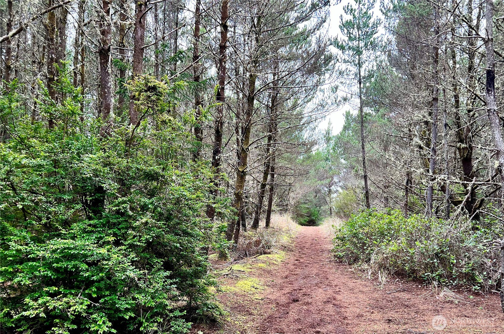 1301 178th Place Long Beach, WA 98631 - Photo 7 of 12
