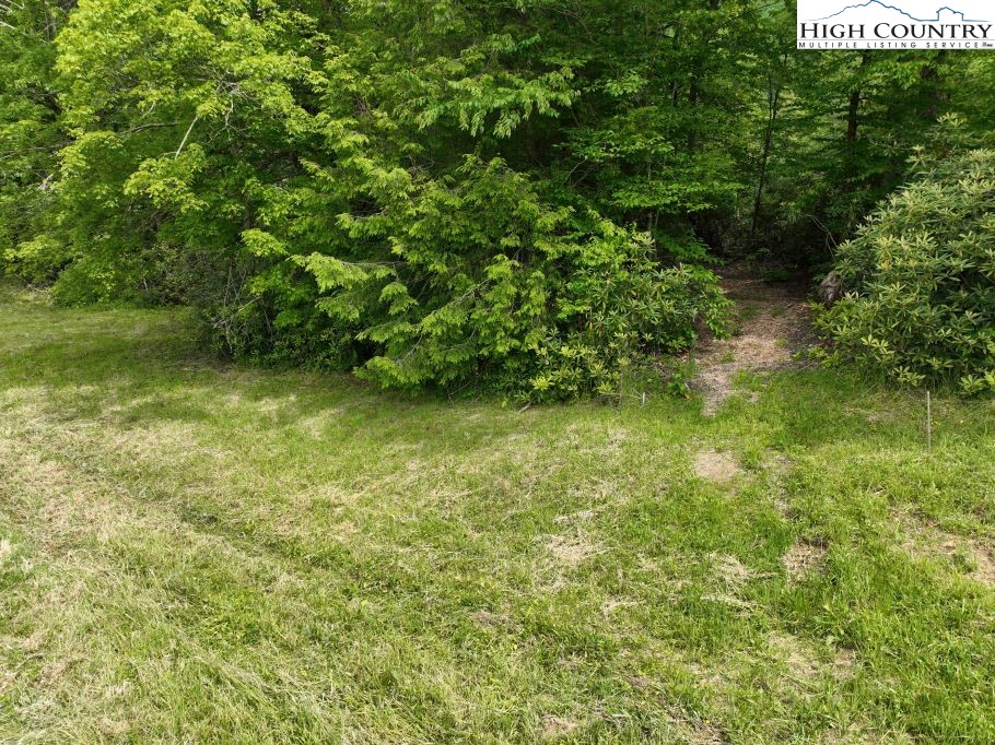 1772 Ripshin Mountain Road Roan Mountain, TN 37687 - Photo 12 of 29 a view of a yard with a tree