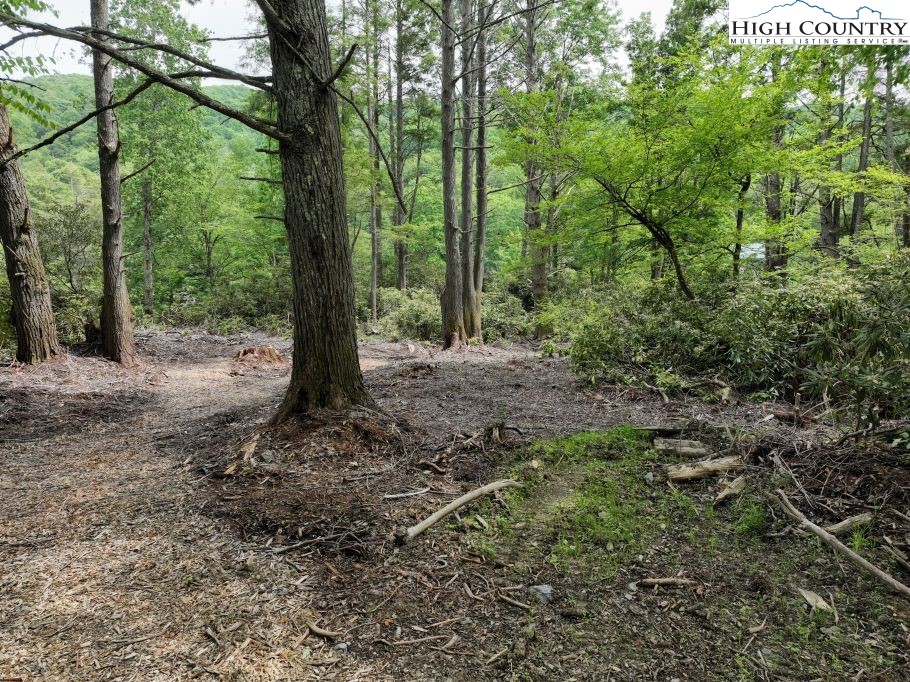 1772 Ripshin Mountain Road Roan Mountain, TN 37687 - Photo 7 of 29 a view of a forest filled with trees