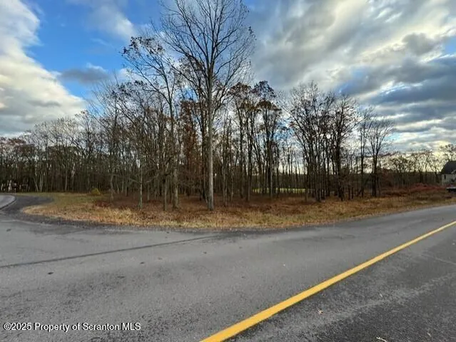 a view of a forest with trees in the background
