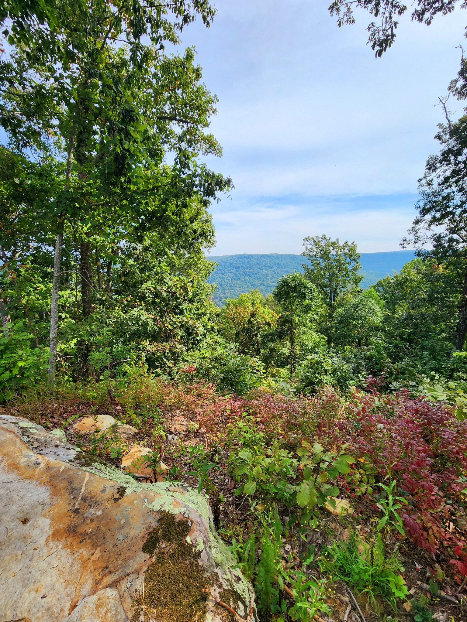 3155 Pigeon Spur Road South Pittsburg, TN 37380 - Photo 24 of 78 a view of a yard with plants and a bench