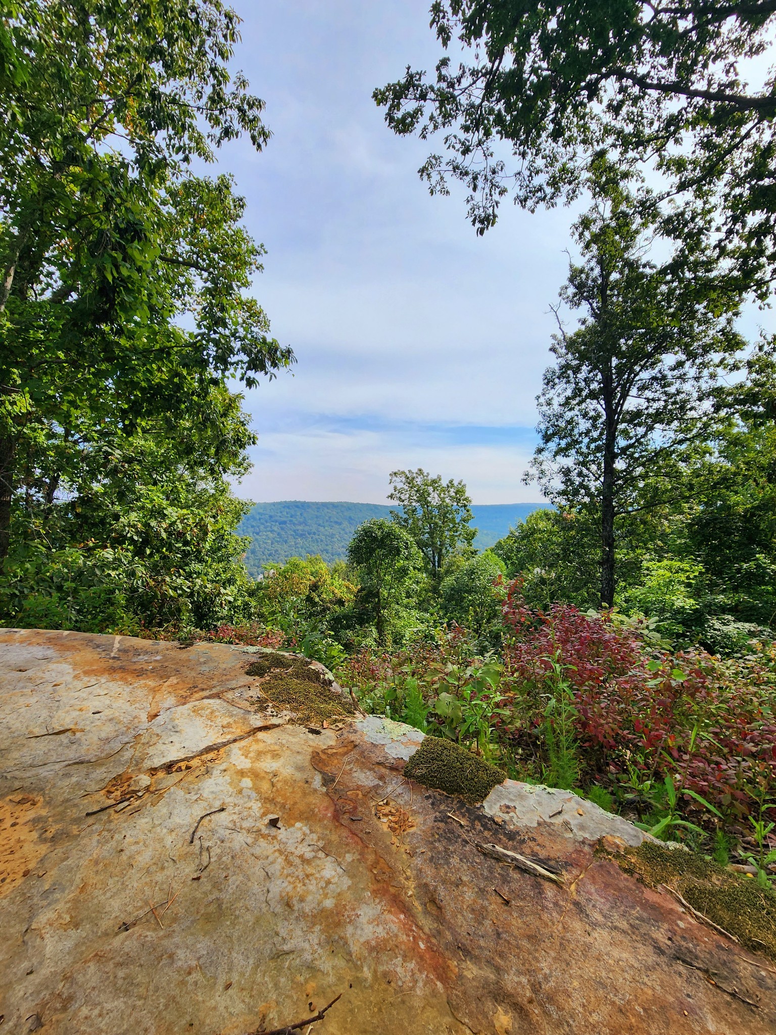 3155 Pigeon Spur Road South Pittsburg, TN 37380 - Photo 26 of 78 a view of a yard with plants and large trees