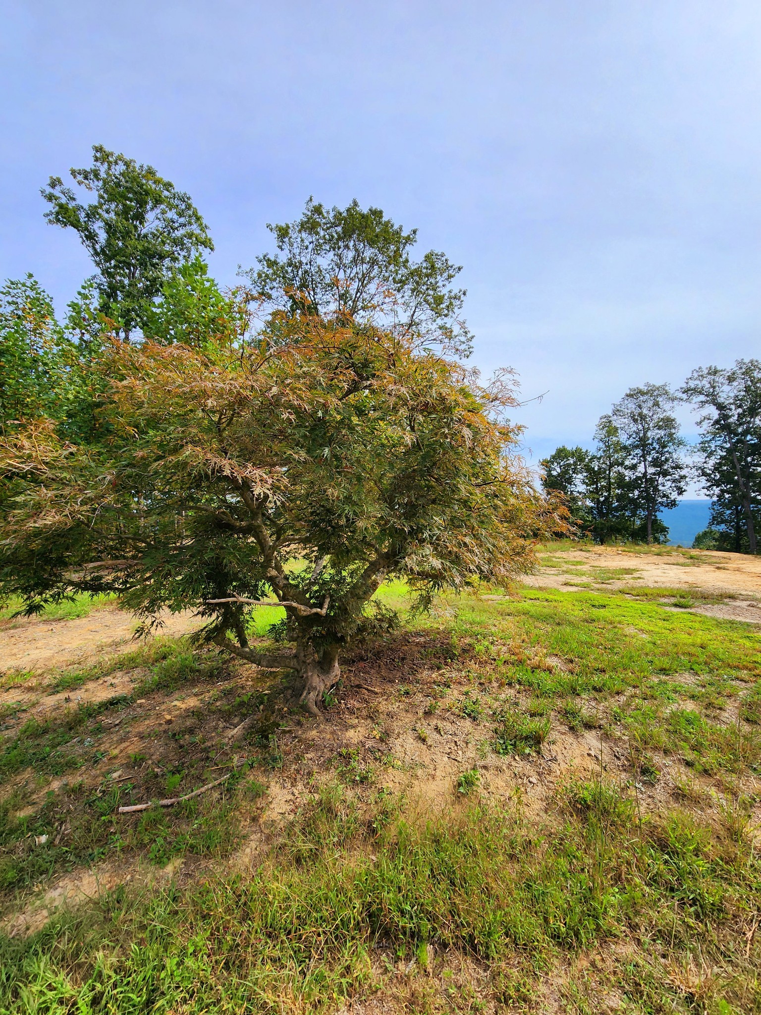 3155 Pigeon Spur Road South Pittsburg, TN 37380 - Photo 38 of 78