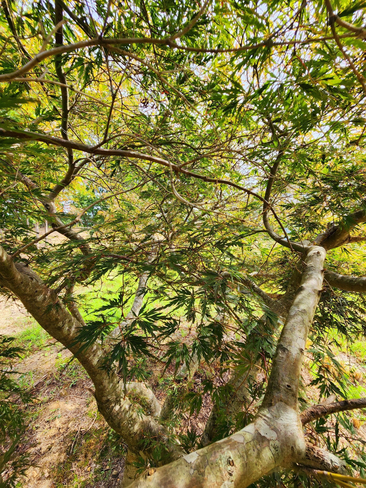 3155 Pigeon Spur Road South Pittsburg, TN 37380 - Photo 39 of 78