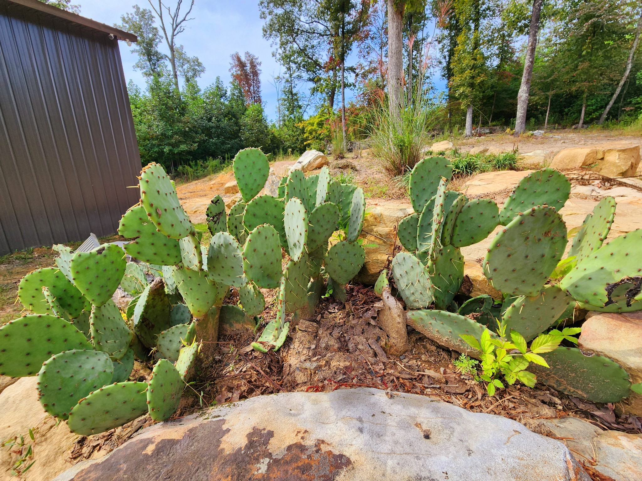 3155 Pigeon Spur Road South Pittsburg, TN 37380 - Photo 42 of 78 a bunch of flowers and trees