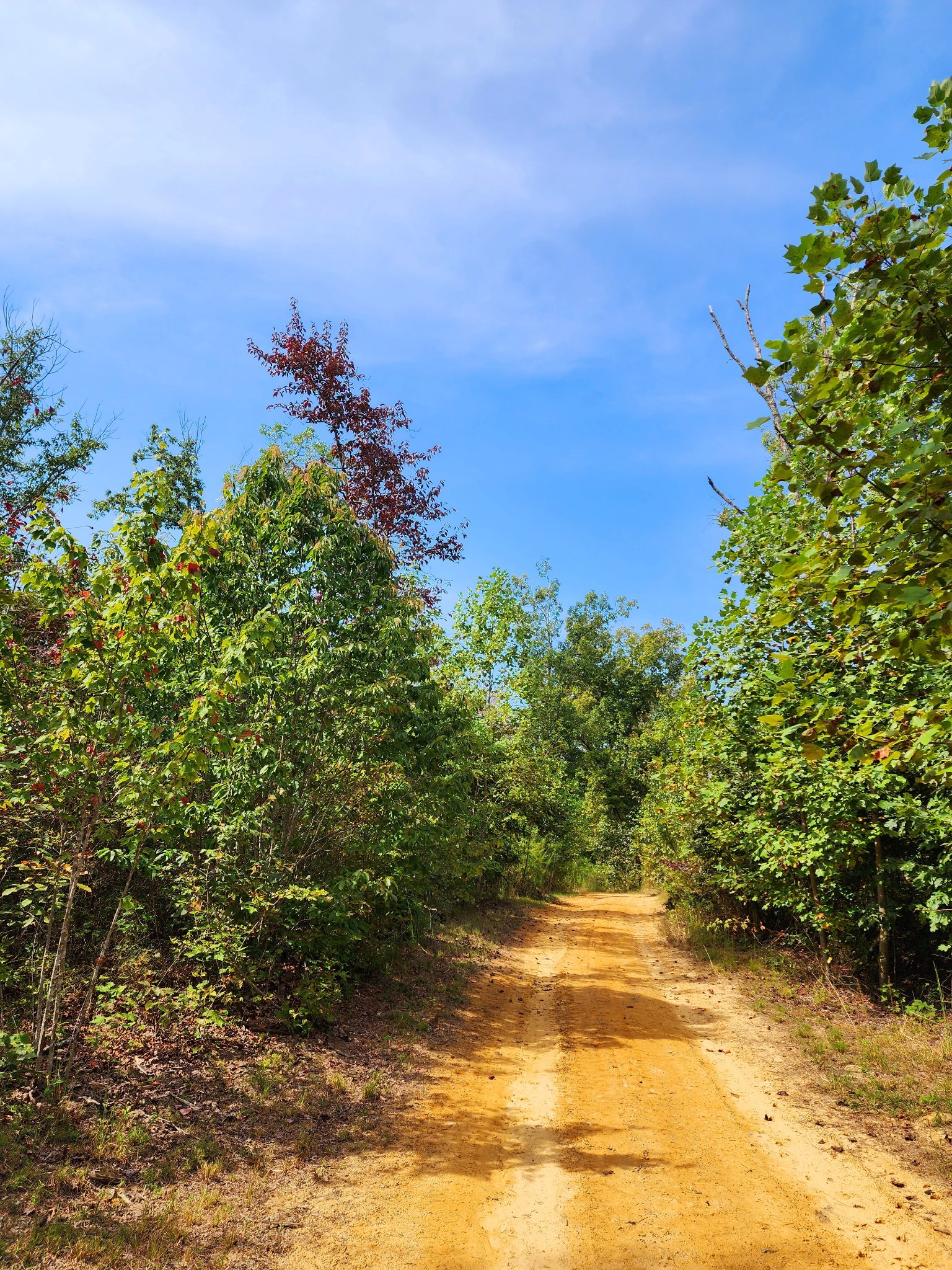 3155 Pigeon Spur Road South Pittsburg, TN 37380 - Photo 48 of 78