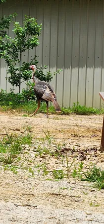 a view of a backyard of the house