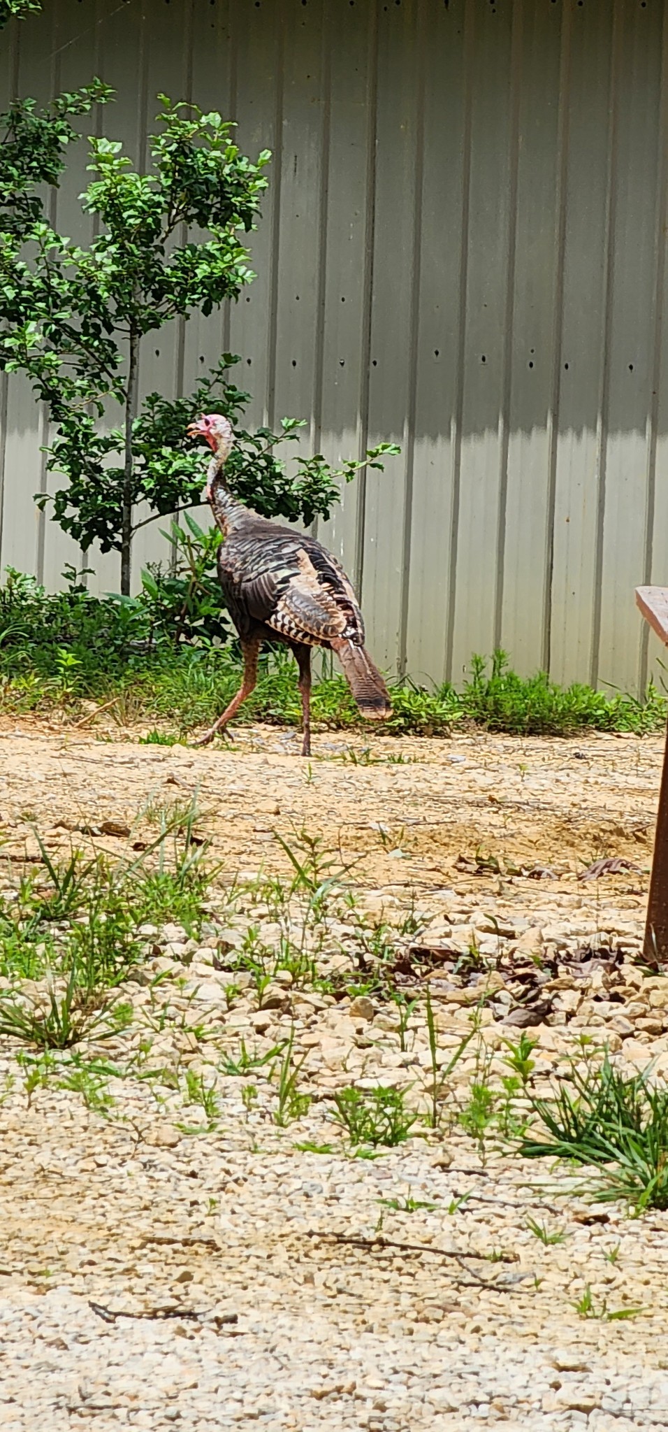 3155 Pigeon Spur Road South Pittsburg, TN 37380 - Photo 49 of 78