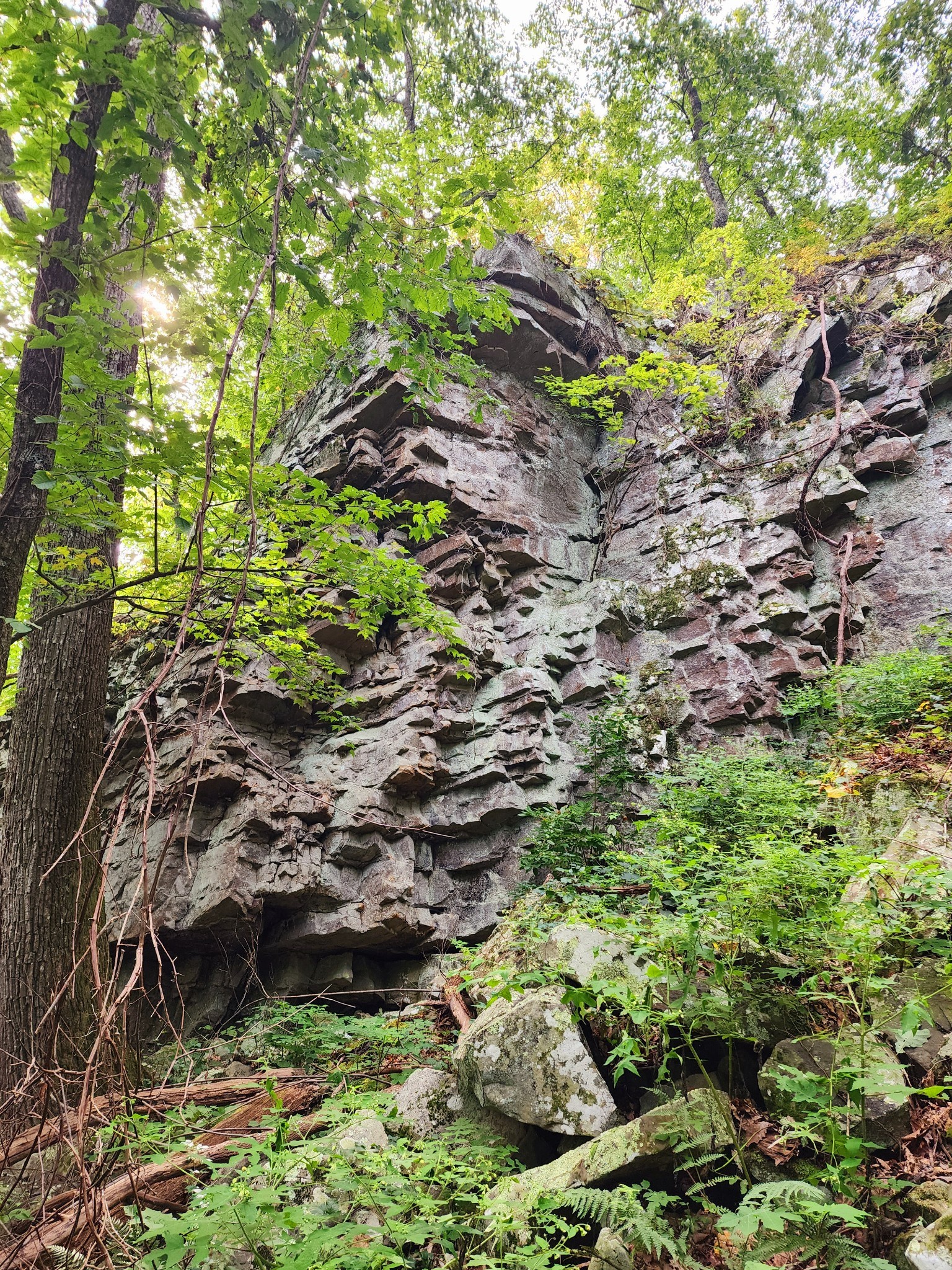 3155 Pigeon Spur Road South Pittsburg, TN 37380 - Photo 7 of 78 a plant that is in a garden